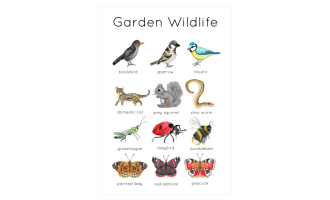 Garden Wildlife Flashcards