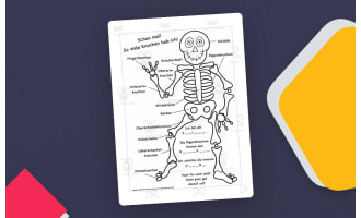 German Skeleton Worksheet – Label the Bones
