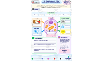 Grade 8 Science Respiration Workbook – 35 Printable Pages