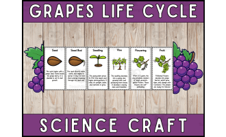 Grapes Life Cycle Foldable Science Cut and Paste Activity