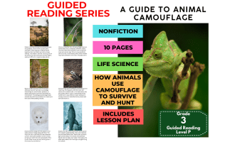 Guided Reading Level P - Animal Camouflage (with Lesson Plan)