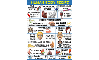 Health Poster Visuals: Human Body Recipe
