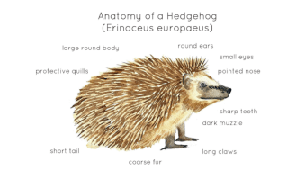 Hedgehog Anatomy Printable Poster