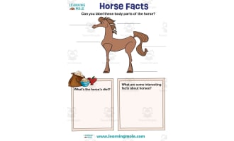 Horse Facts Activity
