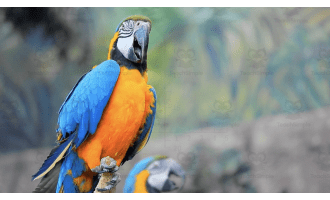How do Birds Eat? | Animated Birds Video Lesson
