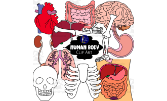 Human Body Organs Clip Art by Teach Simple