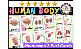 Human Body Montessori 3 Part Cards | Internal Organs of the Human Body