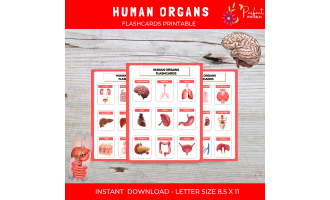 Human body System organ anatomy Montessori flashcards for kids