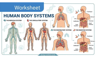 Human Body Systems