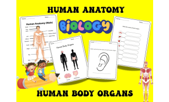 Human Body Worksheets | Organs & Sense Organs Science Activity