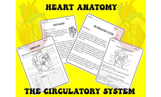 Human Heart & Circulatory System Worksheets | Anatomy Science Activity
