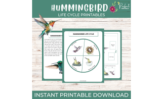 Hummingbird Life Cycle Worksheet- Bird Science Unit Study