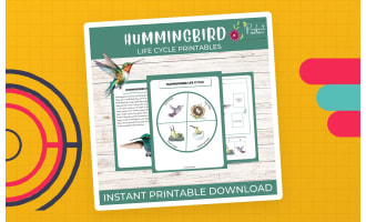 Hummingbird Life Cycle Worksheet- Bird Science Unit Study