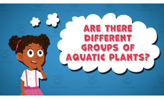I WONDER - Are There Different Groups Of Aquatic Plants