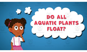 I WONDER - Do All Aquatic Plants Float | Animated Video Lesson
