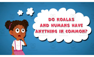 I WONDER - Do Koalas And Humans Have Anything In Common | Animated