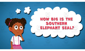 I WONDER - How Big Is The Southern Elephant Seal | Animated Video