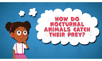 I WONDER - How Do Nocturnal Animals Catch Their Prey | Animated Video