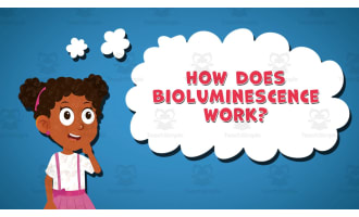 I WONDER - How Does Bioluminescence Work | Animated Video Lesson