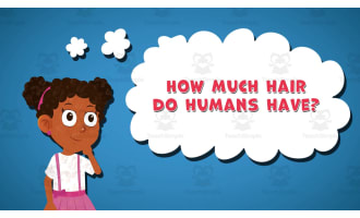 I WONDER - How Much Hair Do Humans Have | Animated Video Lesson
