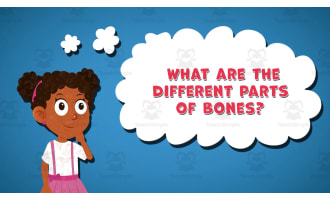 I WONDER - What Are The Different Parts Of Bones | Animated Video