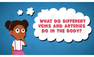 I WONDER - What Do Different Veins And Arteries Do In The Body