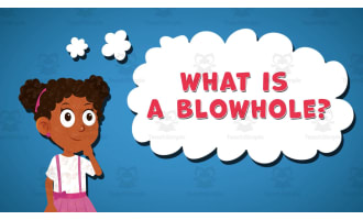 I WONDER - What Is A Blowhole | Animated Video Lesson