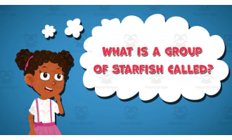 I WONDER - What Is A Group Of Starfish Called | Animated Video Lesson
