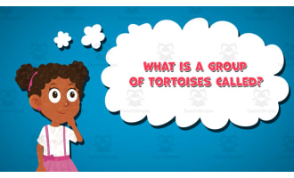 I WONDER - What Is A Group Of Tortoises Called | Animated Video Lesson