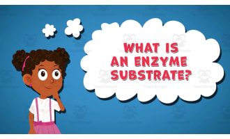 I WONDER - What Is An Enzyme Substrate | Animated Video Lesson