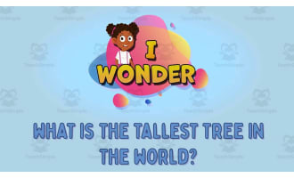 I WONDER - What Is The Tallest Tree In The World | Animated Video Les