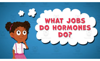 I WONDER - What Jobs Do Hormones Do | Animated Video Lesson