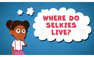 I WONDER - Where Do Selkies Live | Animated Video Lesson
