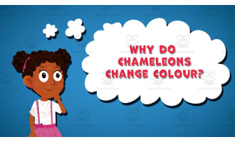 I WONDER - Why Do Chameleons Change Colour | Animated Video Lesson