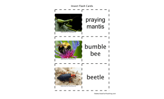 Insect Flash Cards