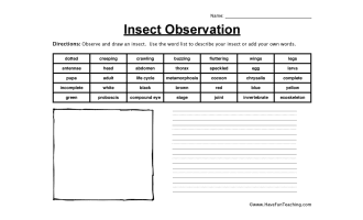 Insect Observation Worksheet