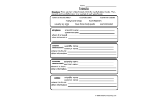 Insects Worksheet