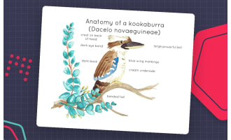 Kookaburra Anatomy Interactive Printable Poster