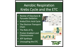 Krebs Cycle and the ETC - Aerobic Cellular Respiration- Biology lesson
