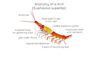 Krill Anatomy Poster – Watercolor Marine Biology