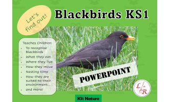 KS1 Science; Birds - Blackbirds PowerPoint