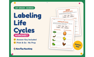 Labeling Life Cycles Worksheet – 1st Grade Science Practice