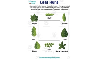 Leaf Hunt Activity