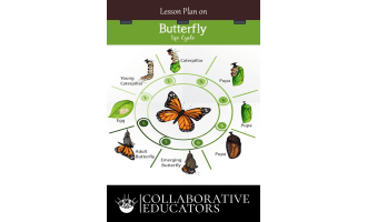 Lesson Plan on Butterfly Life Cycle