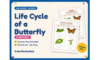 Life Cycle of a Butterfly Worksheet – 2nd Grade Animals & Insects