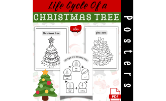 Life Cycle of a Christmas Tree Coloring Posters Christmas Science Acti