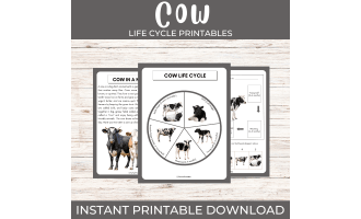 Life cycle of a Cow | Farm Animals science unit study with fun facts!