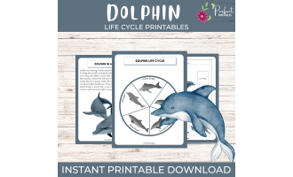 Life Cycle of a Dolphin Worksheet | Ocean Mammals Unit Study