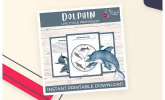 Dolphin Life Cycle Worksheet – Ocean Mammals Study