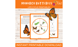 Life Cycle of a Monarch Butterfly - Butterfly Diagram Unit Study